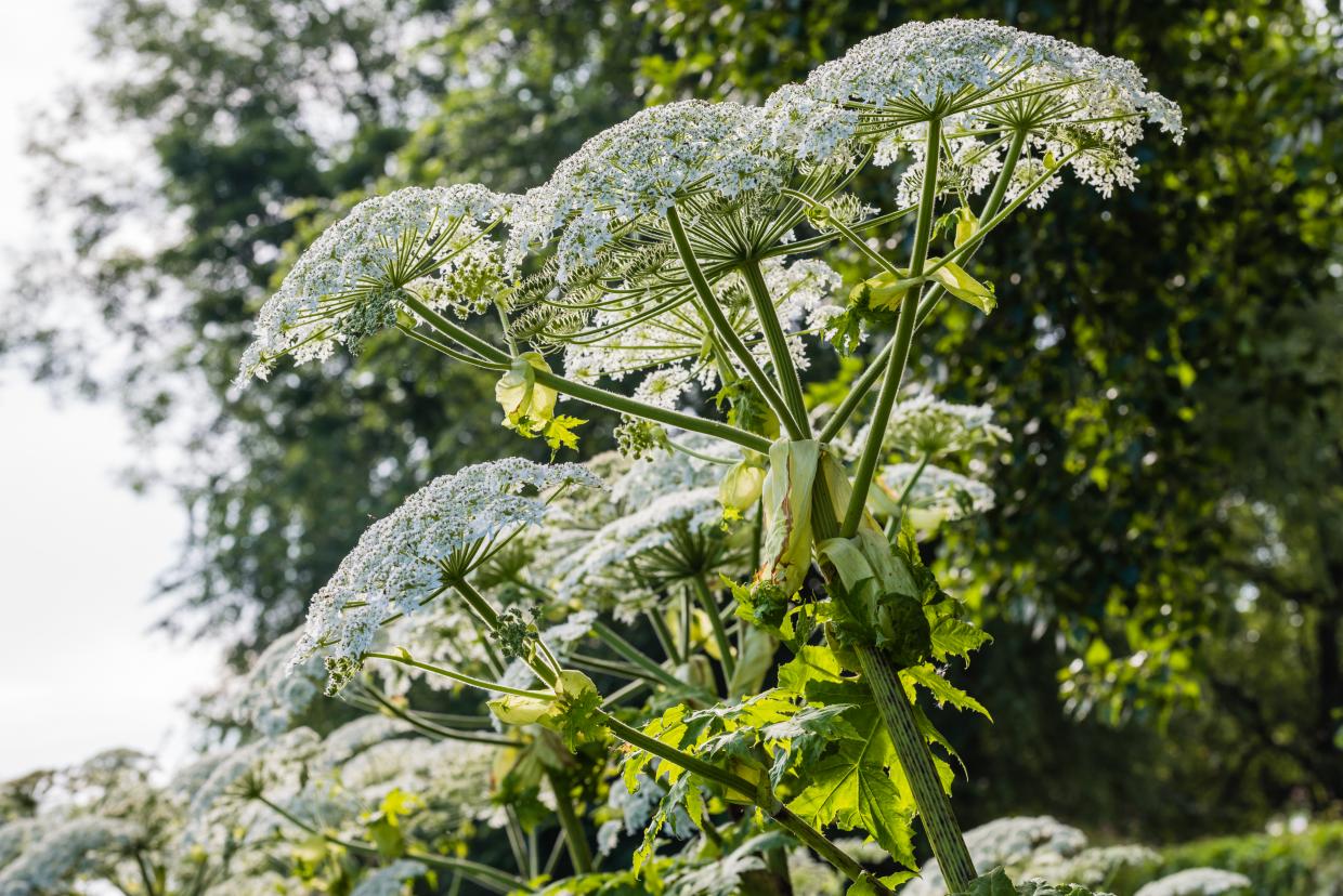 Be aware of Giant hogweed and avoid contact nidirect